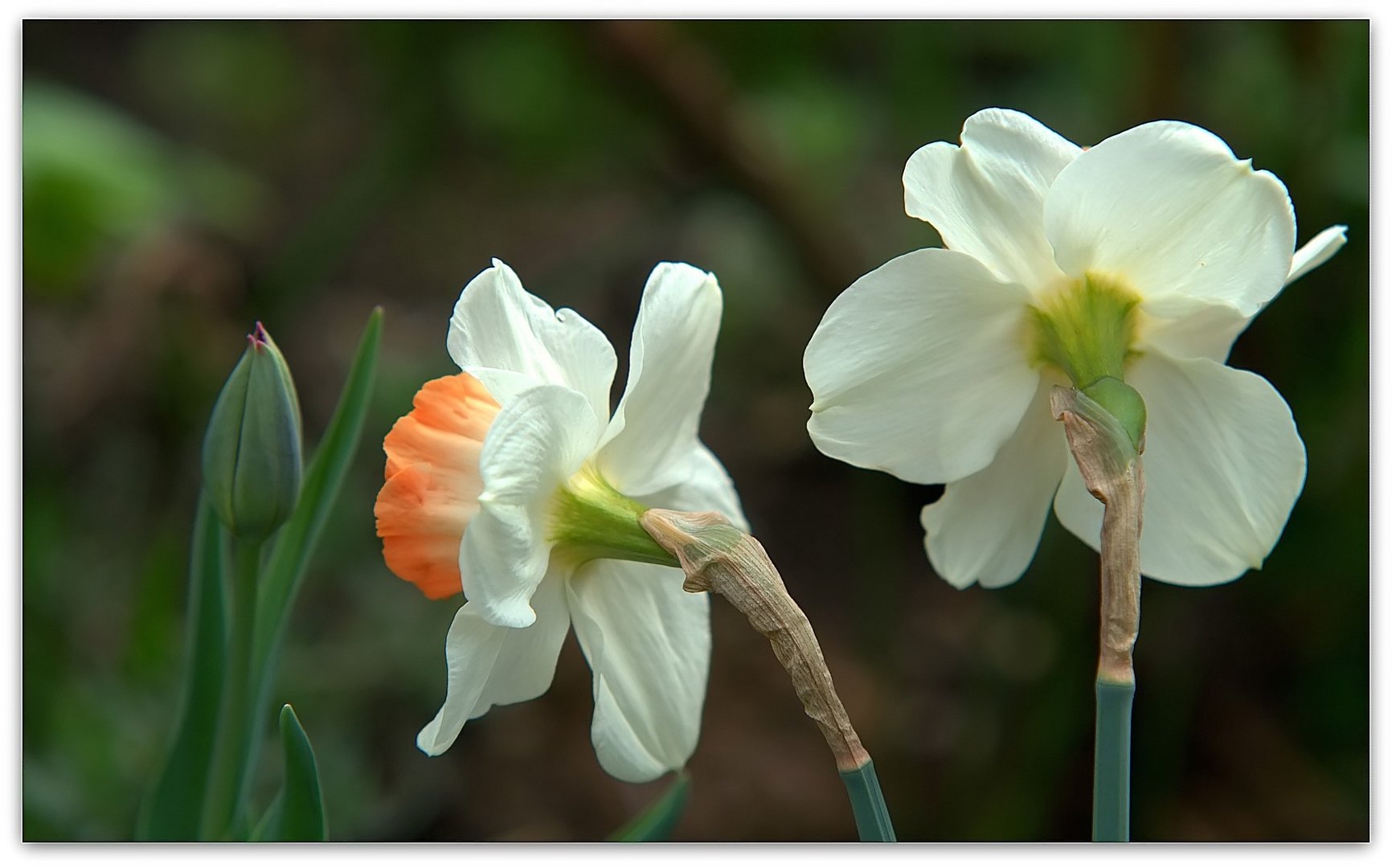 Der Frühling 