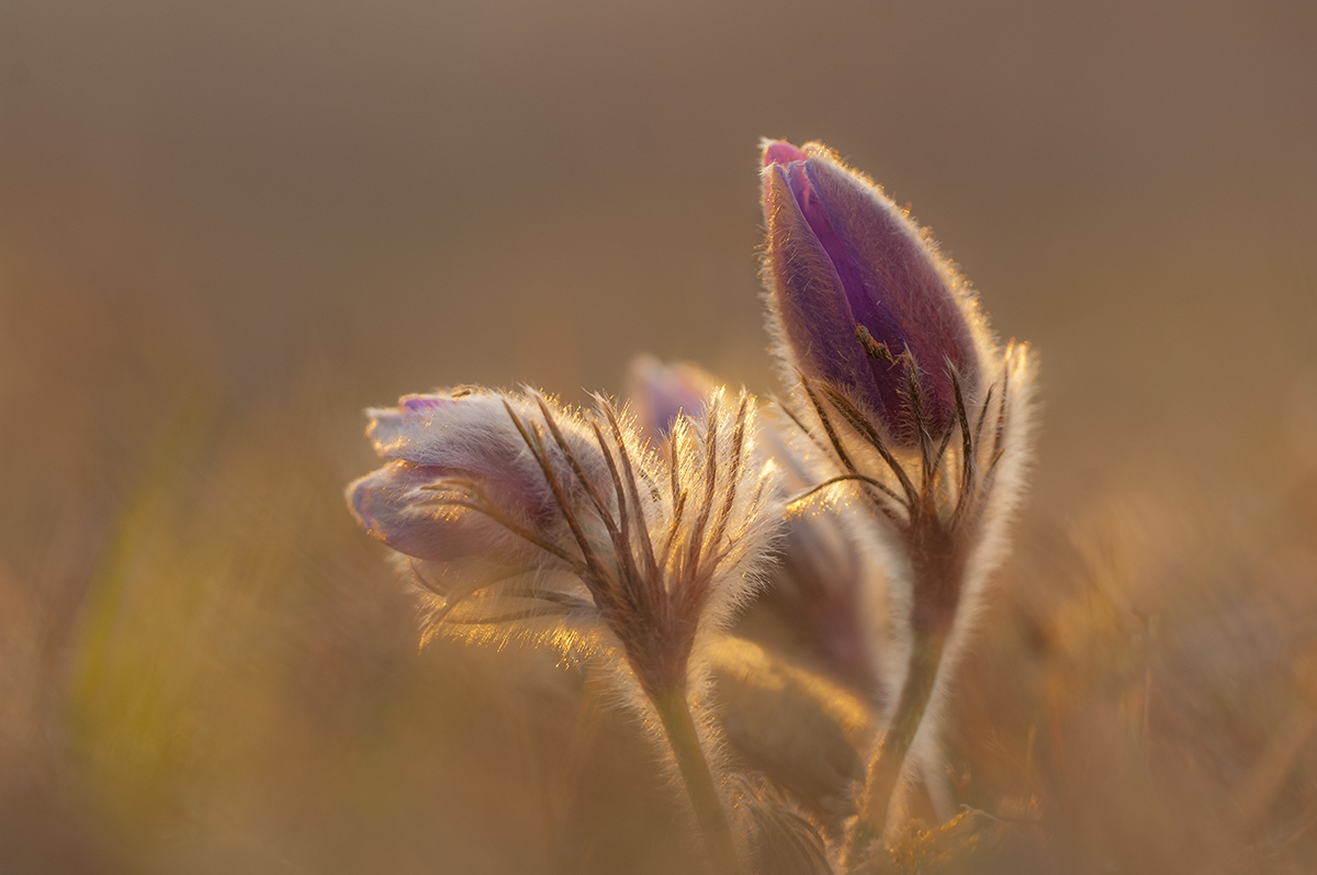 "der Frühling" .....