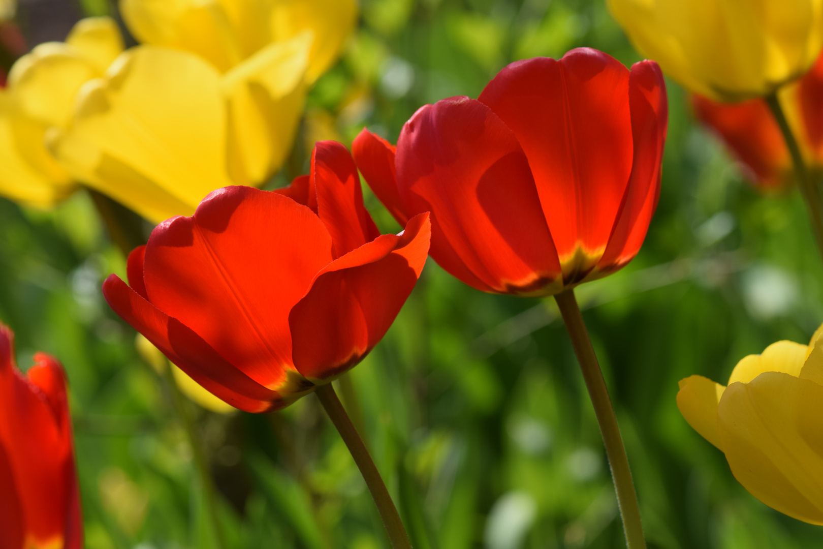 Der Frühling ........