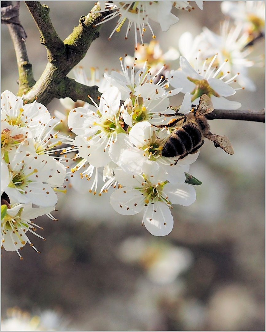 Der Frühling....