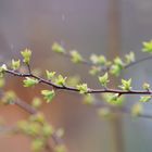 Der Frühling