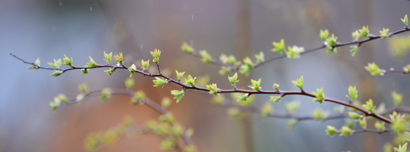 Der Frühling