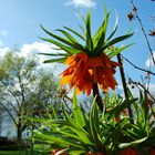 Der Frühling - Ein Farbenkünsler (1)