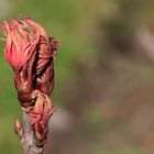 Der Frühling entfaltet seine Knospen...