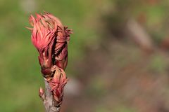 Der Frühling entfaltet seine Knospen...