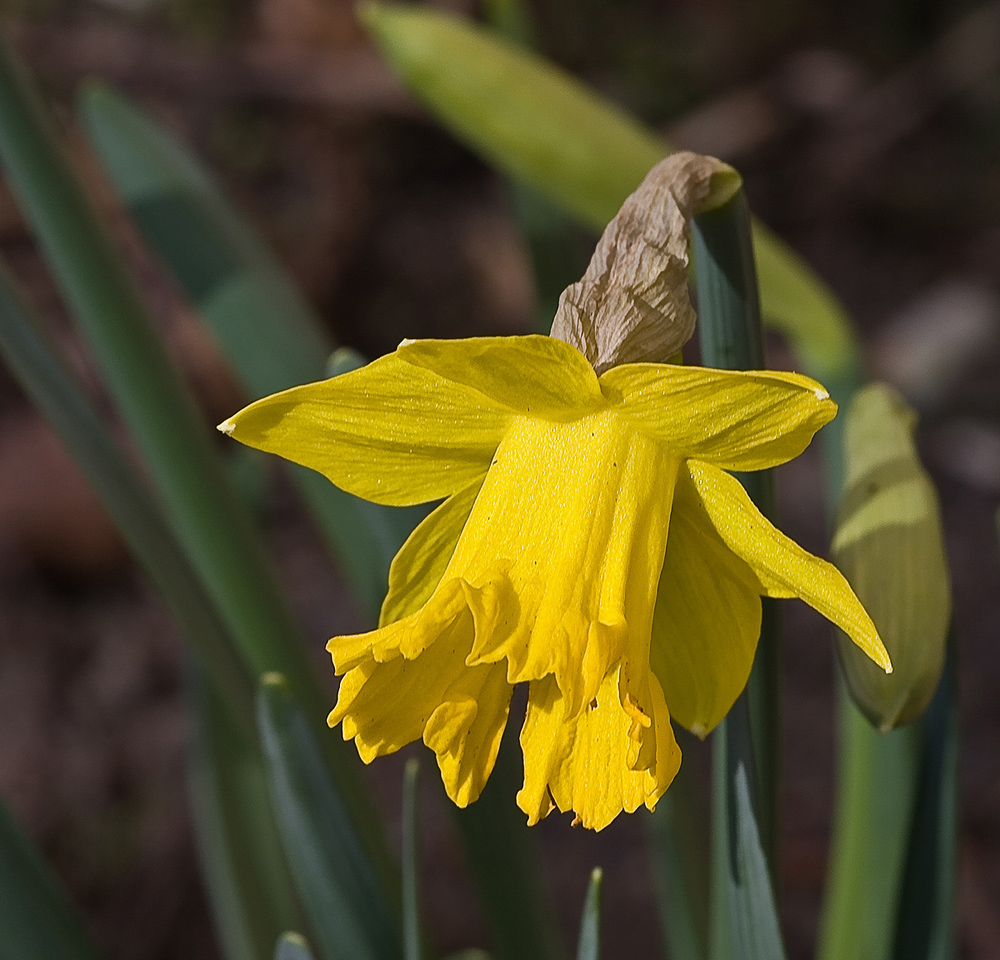 Der Frühling - Er kommt!