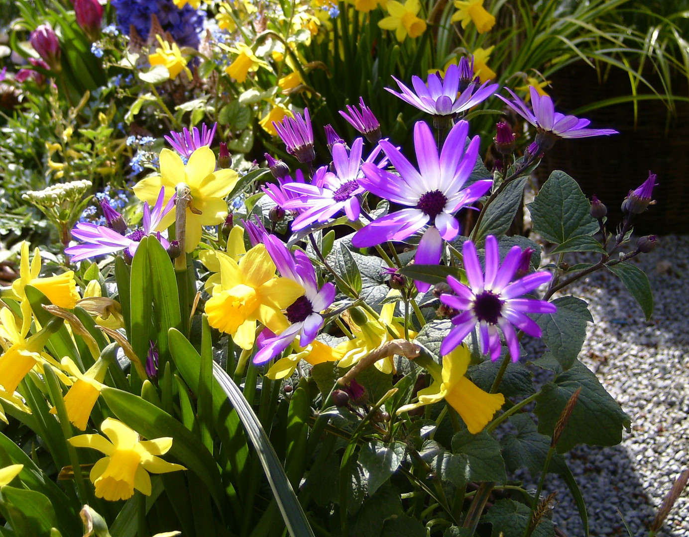 Der Frühling - er kommt tatsächlich !!