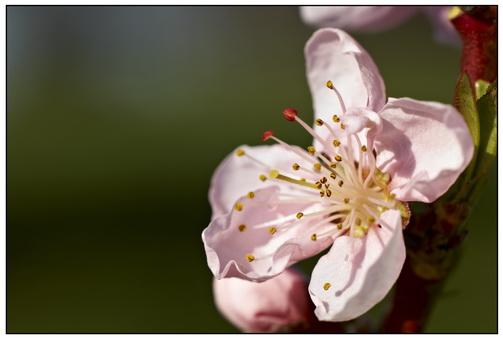 Der Frühling - Er wirkt und lebt