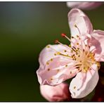 Der Frühling - Er wirkt und lebt