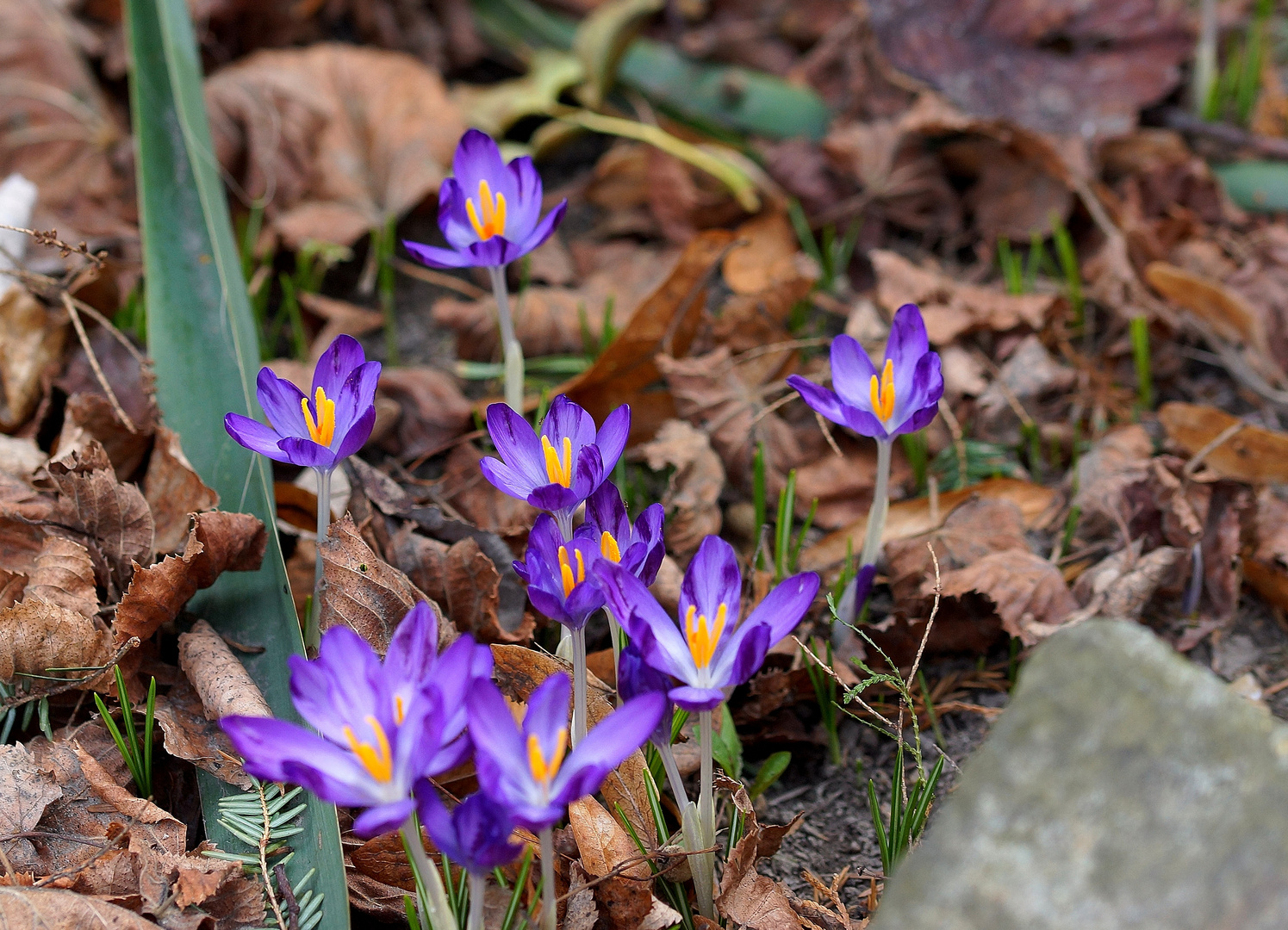 Der Frühling erblüht ...