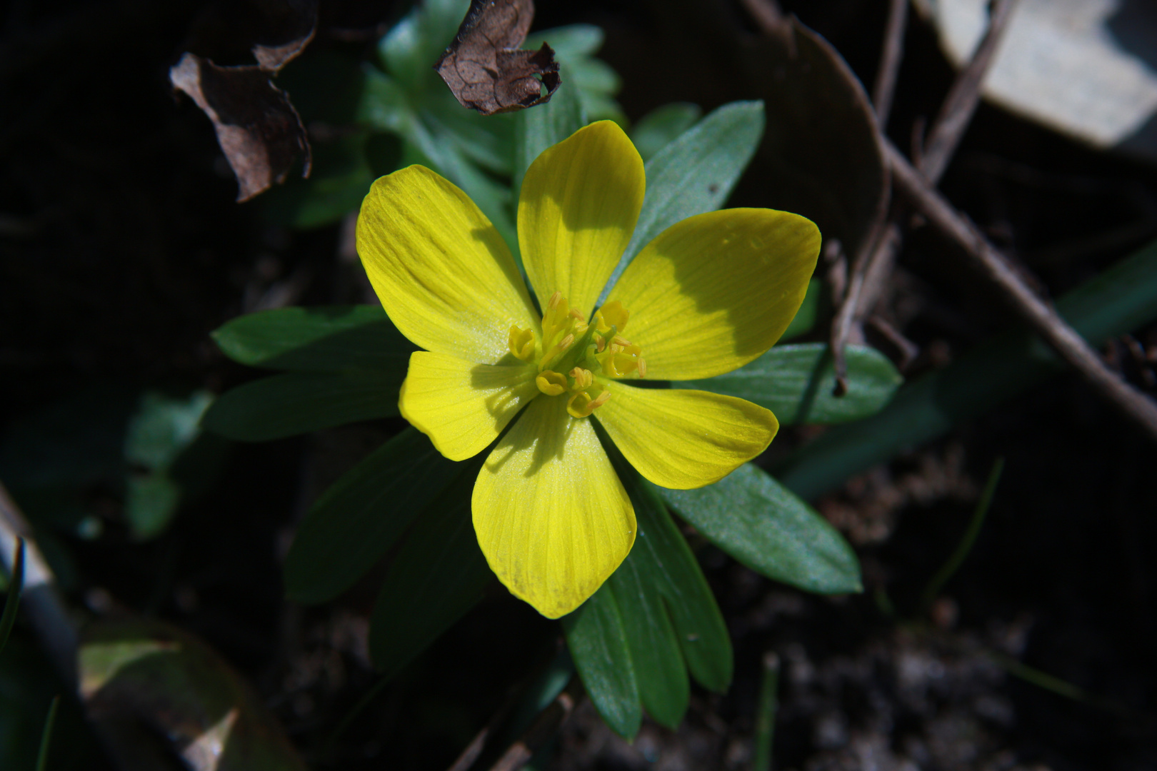 Der Frühling erwacht