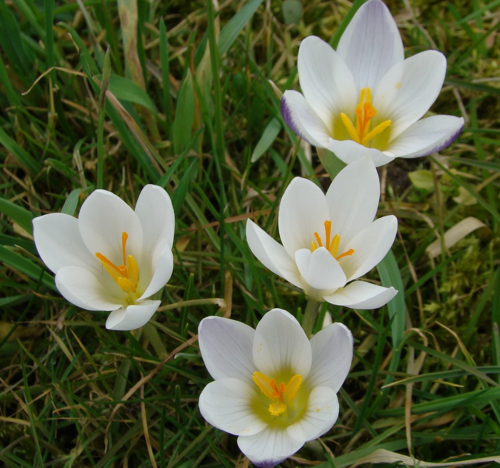 der Frühling erwacht