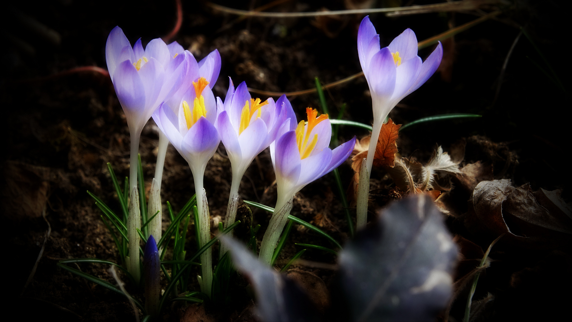 Der Frühling erwacht