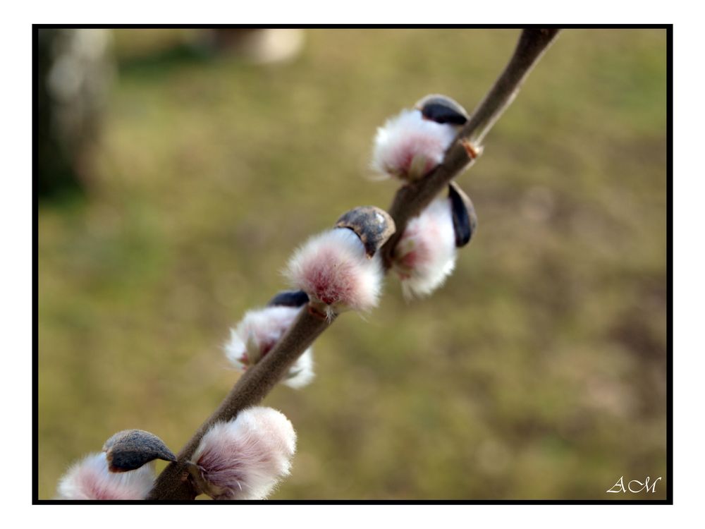 Der Frühling erwacht........