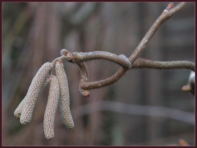 Der Frühling erwacht