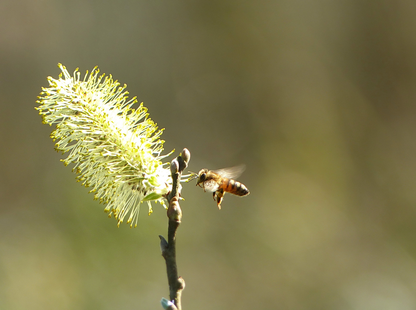 Der Frühling erwacht 