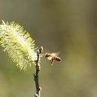 Der Frühling erwacht 