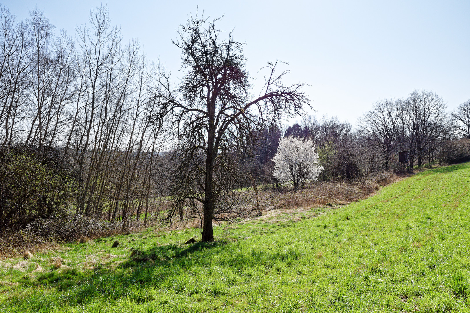 Der Frühling erwacht (2)