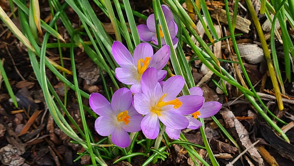 Der Frühling erwacht...