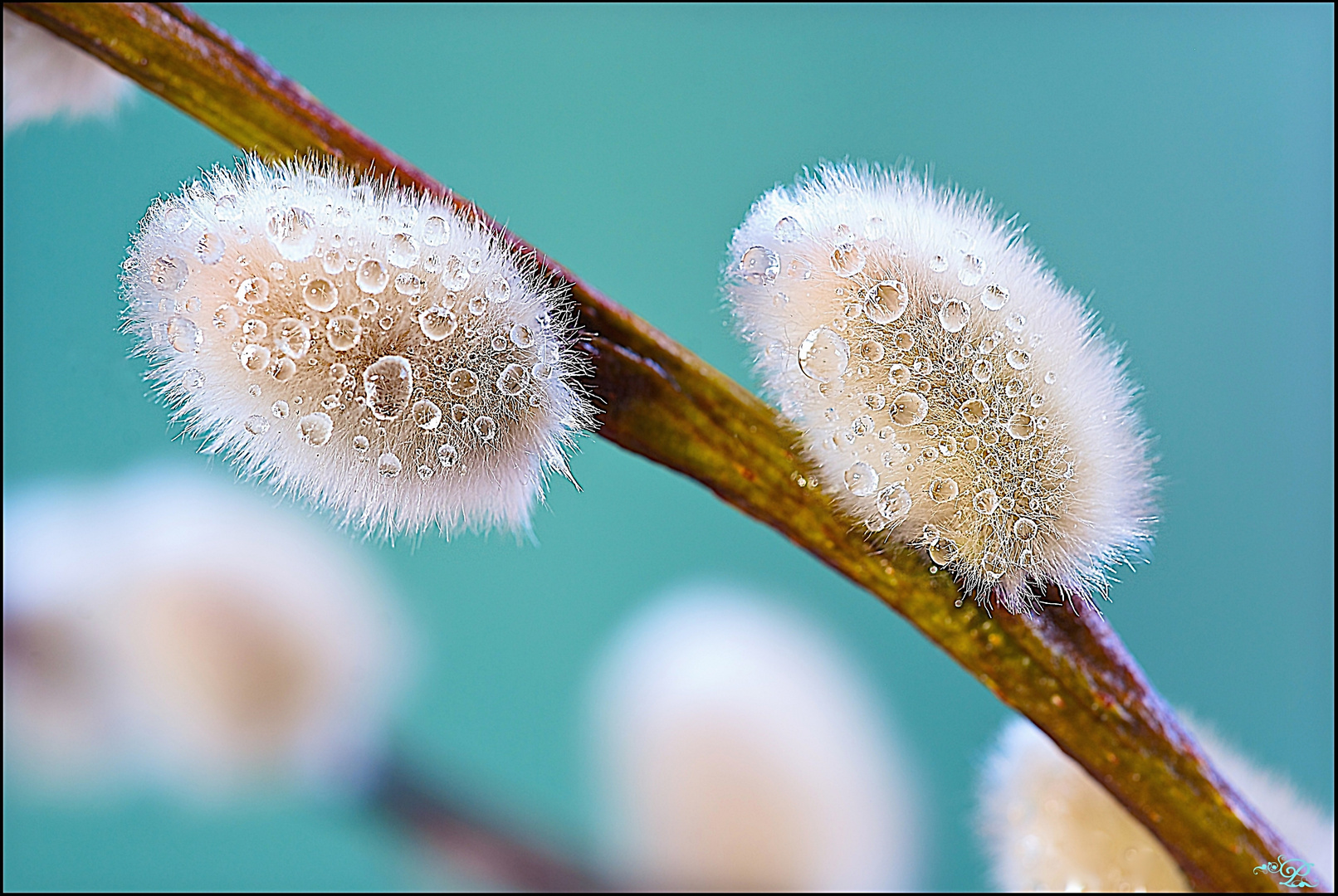 Der Frühling erwacht ..