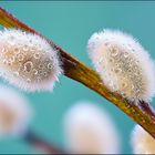 Der Frühling erwacht ..