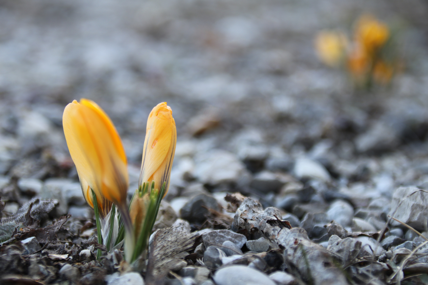 Der Frühling erwacht