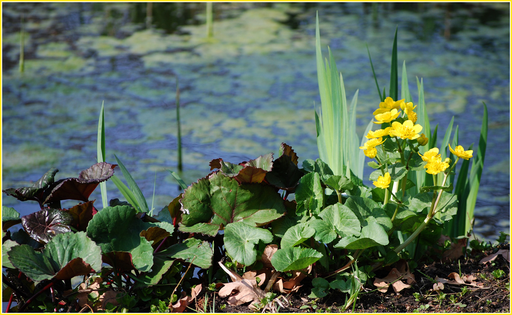 " Der Frühling erwacht " Foto & Bild jahreszeiten, frühling, natur