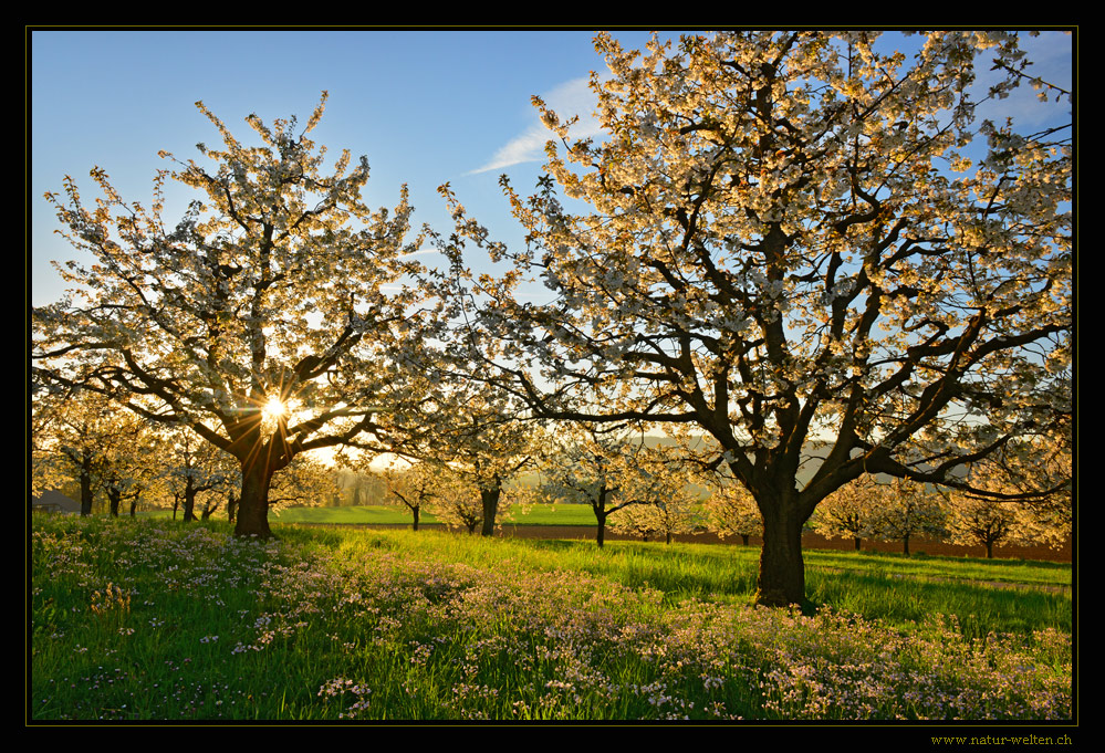 Der Frühling erwacht Foto & Bild europe, schweiz & liechtenstein, kt