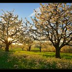 Der Frühling erwacht