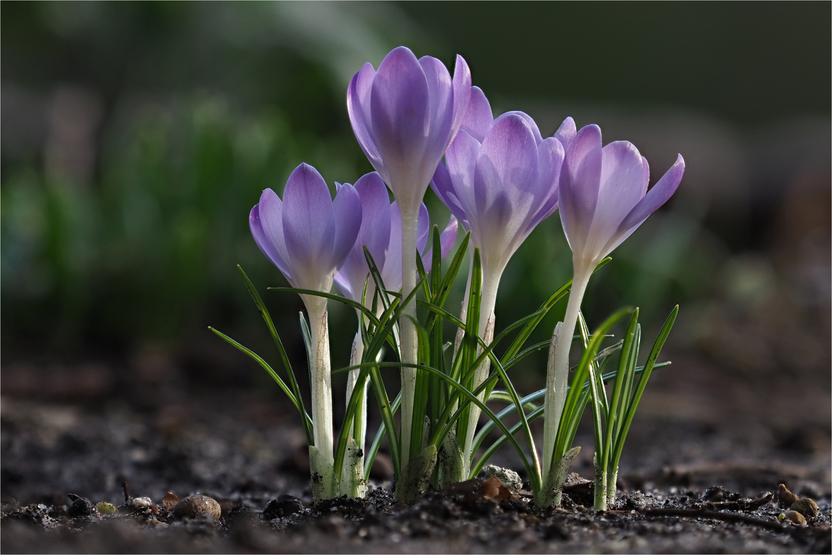 der Frühling erwacht .....