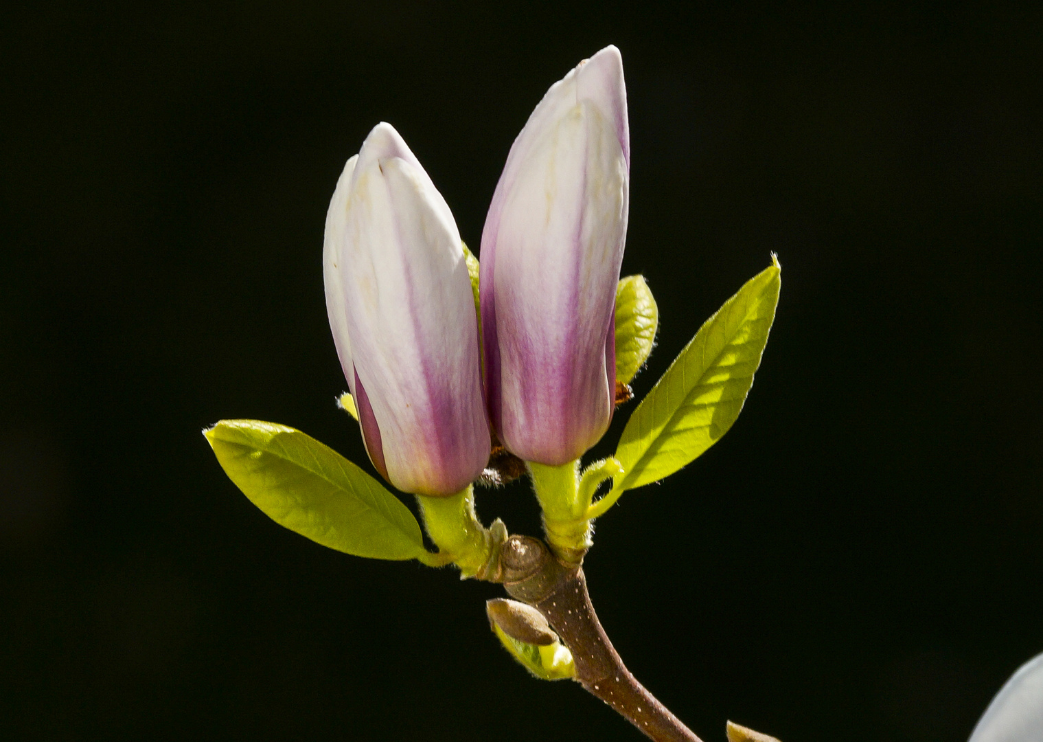 Der Frühling erwacht