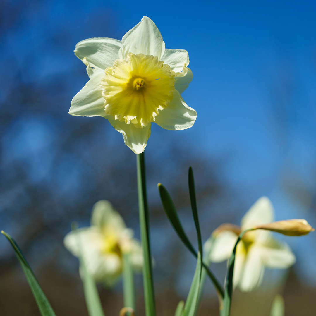 Der Frühling erwacht...