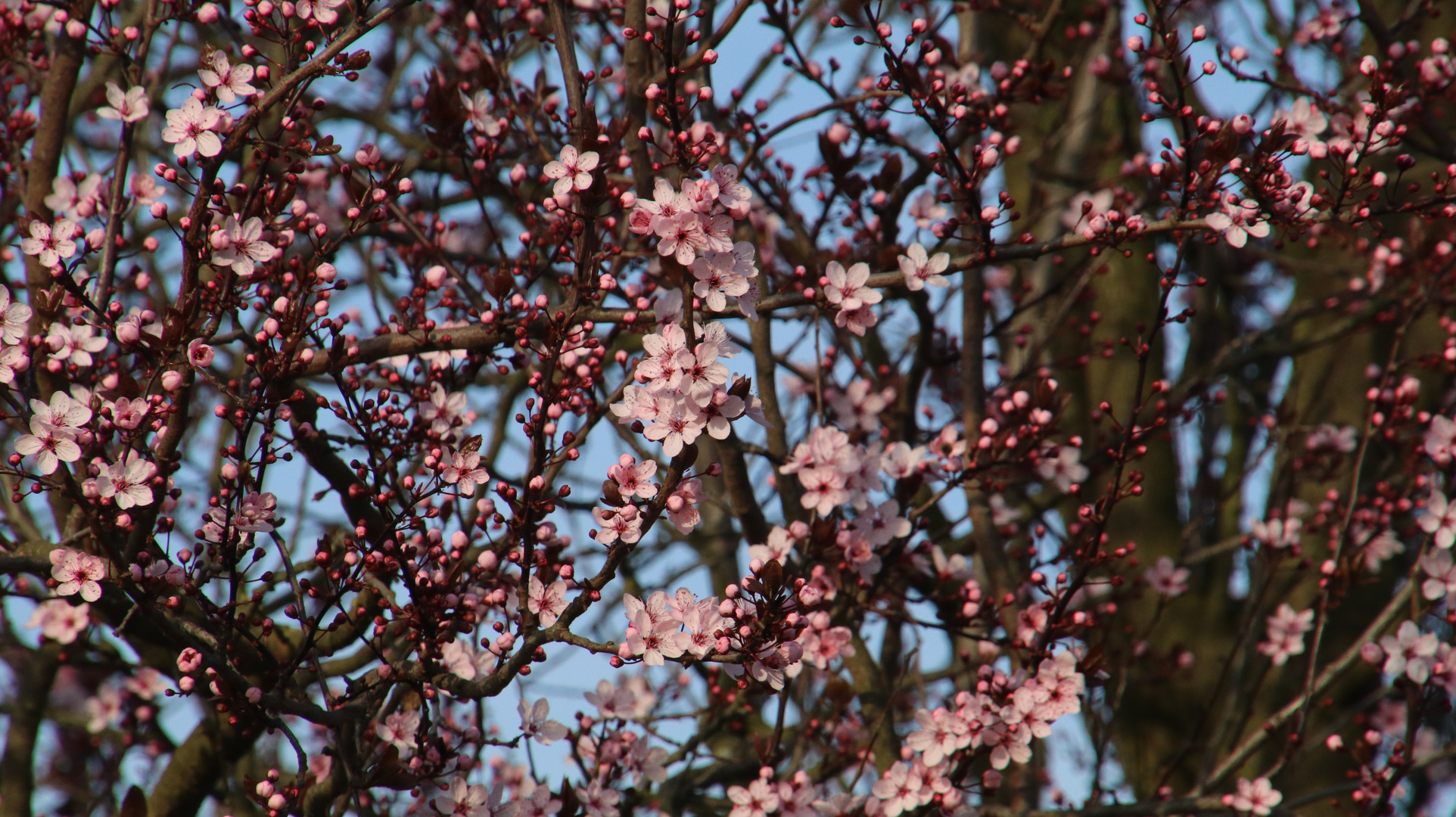 Der Frühling erwacht