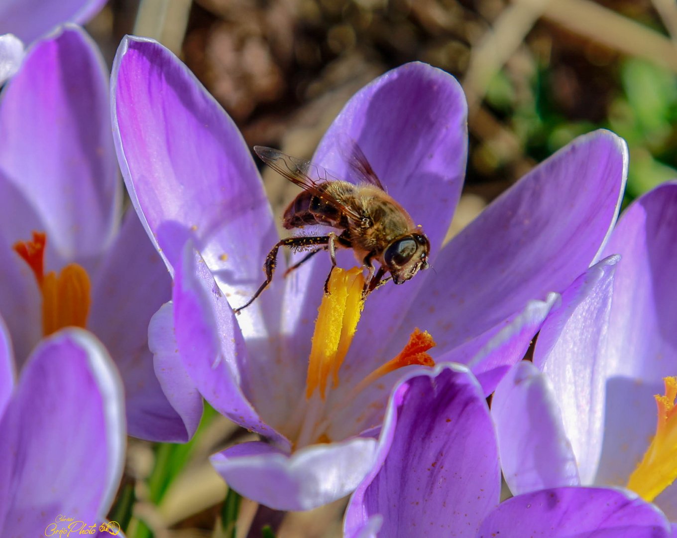 Der Frühling erwacht