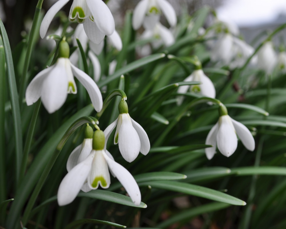 Der Frühling erwacht von Basti Waal