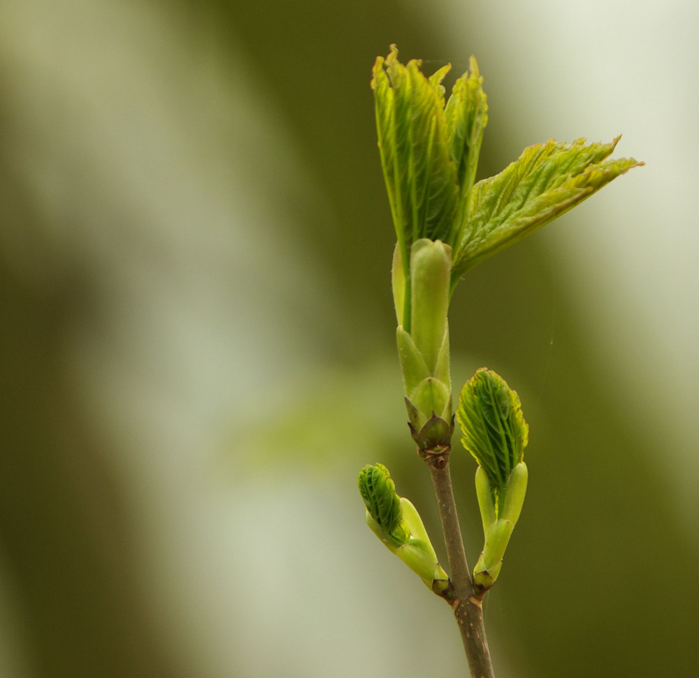 Der Frühling erwacht.