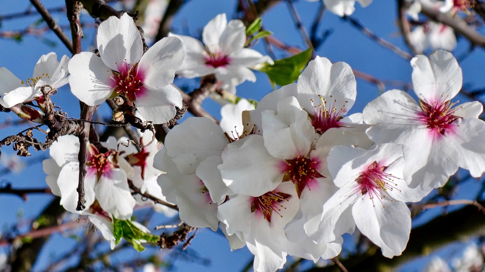 Der Frühling erwacht