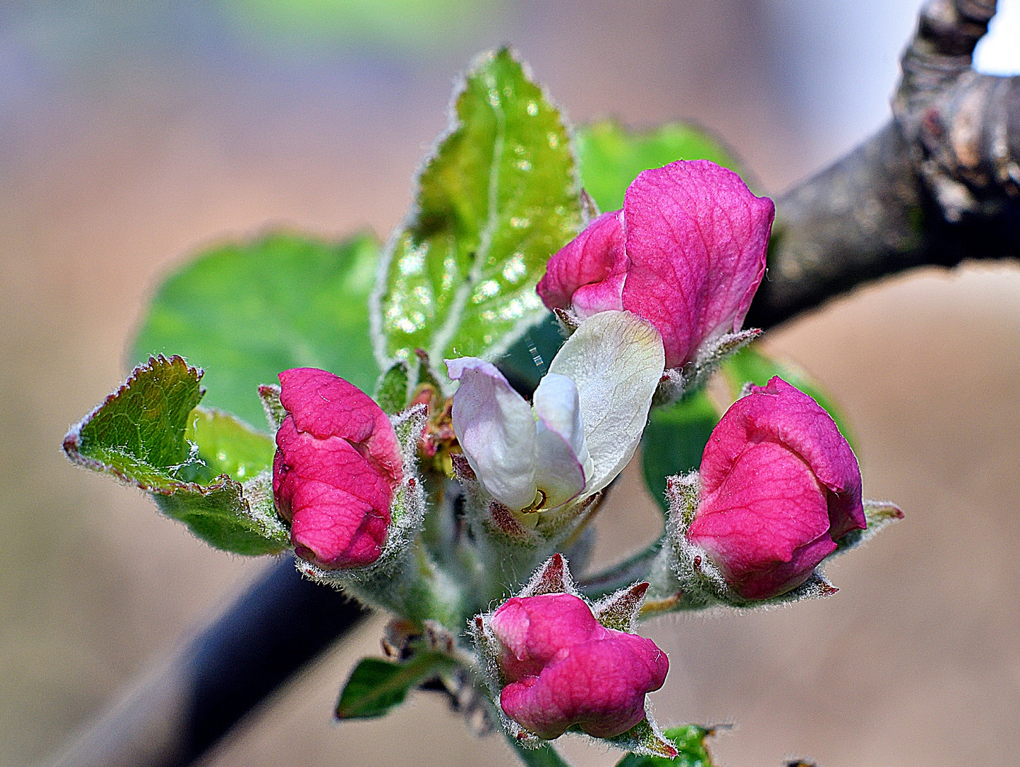 Der Frühling erwacht