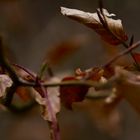 Der Frühling erwacht.