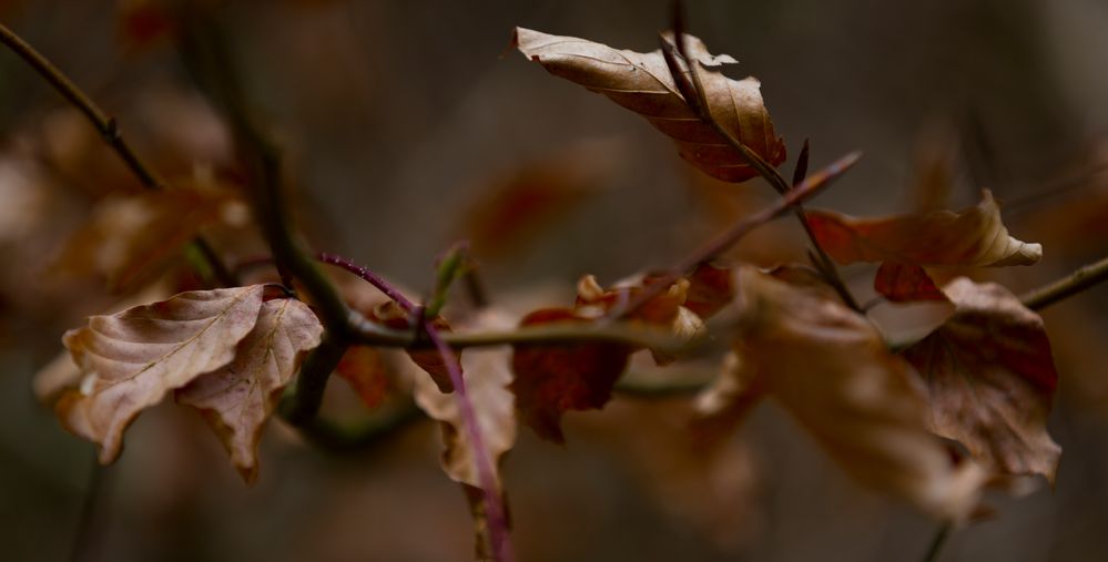 Der Frühling erwacht.