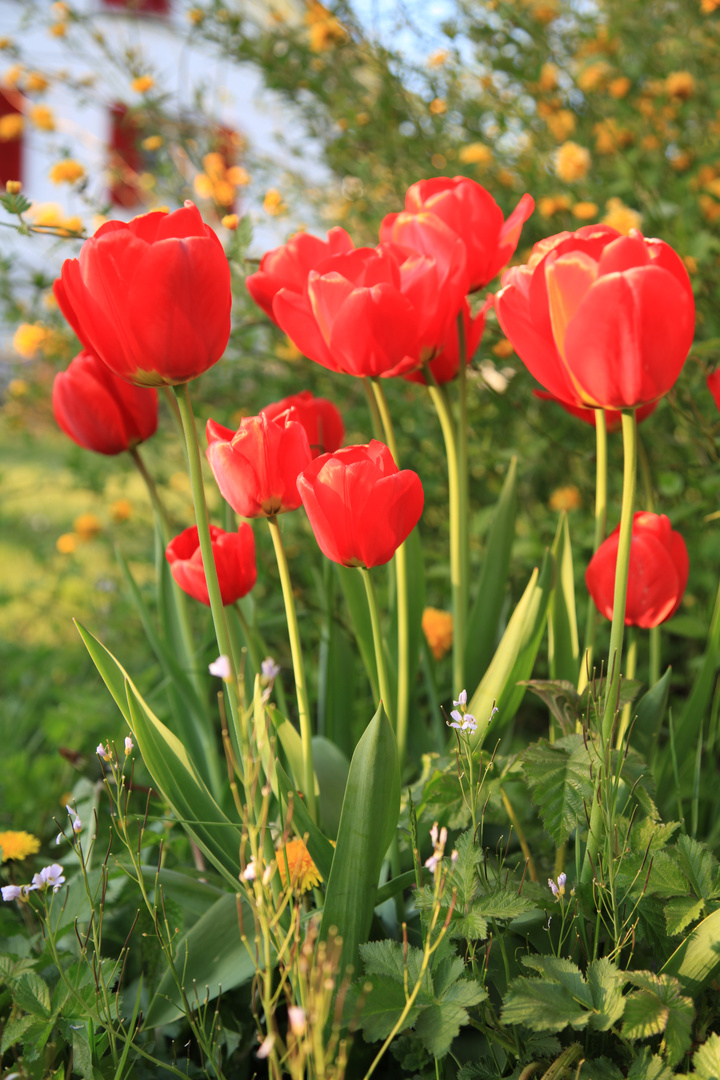 Der Frühling erwacht