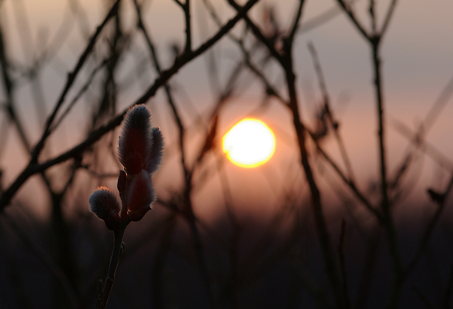 Der Frühling erwacht