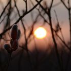 Der Frühling erwacht