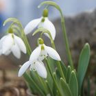 Der Frühling erwacht