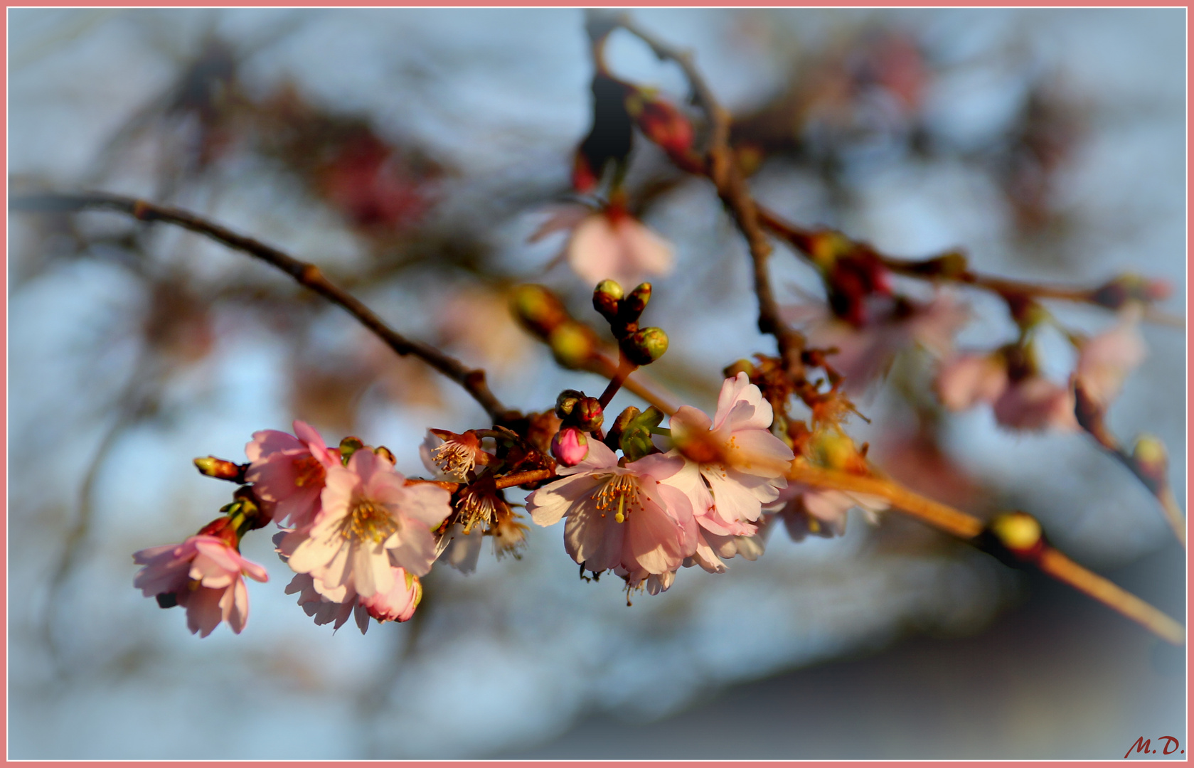 Der Frühling erwacht