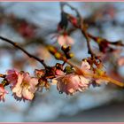 Der Frühling erwacht