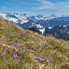 Der Frühling erwacht ...