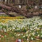 Der Frühling erwacht.