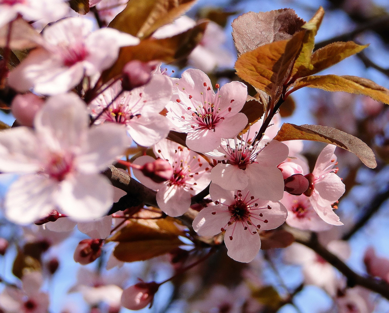 Der Frühling erwacht!