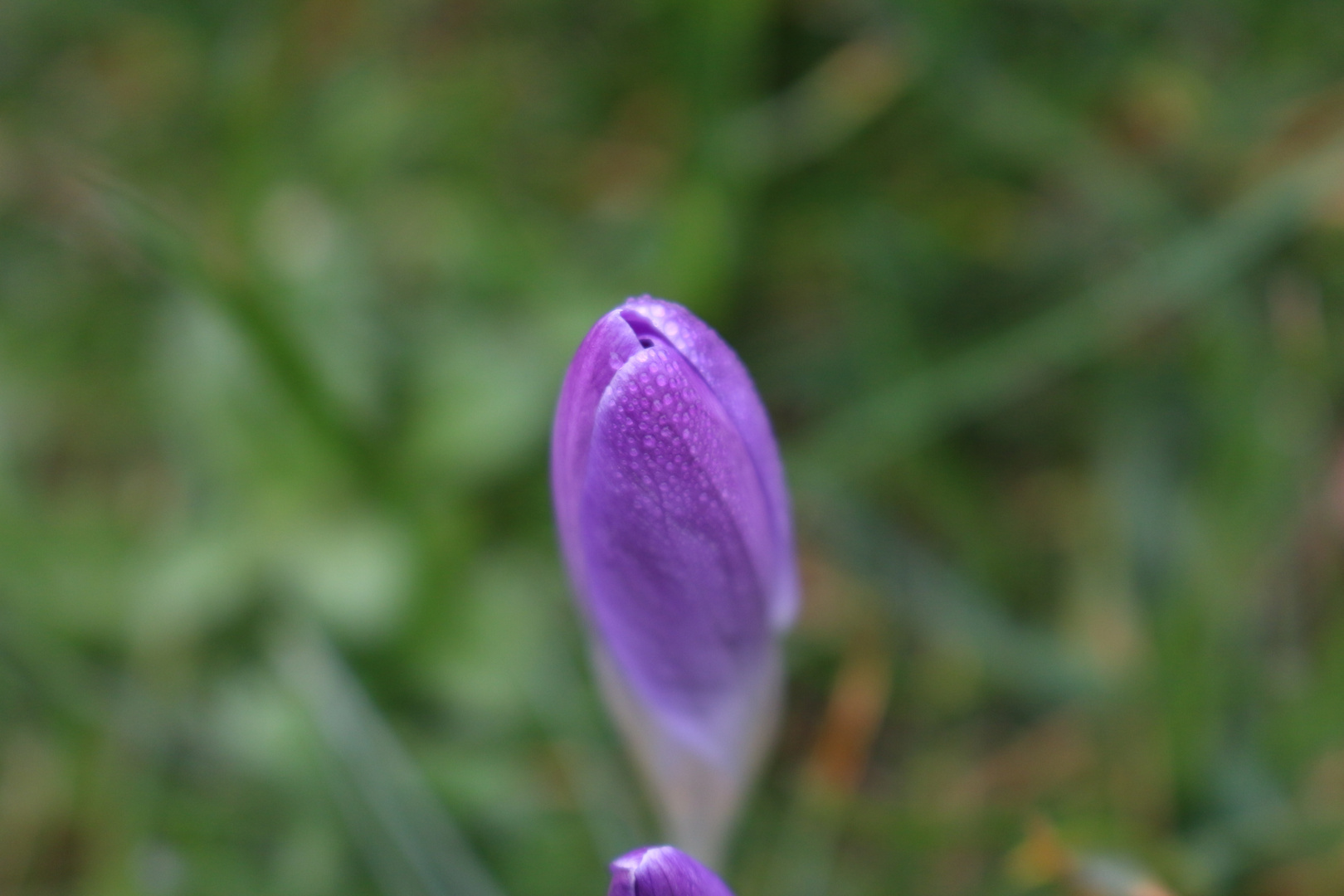 Der Frühling erwacht